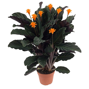 Galetya Bitkisi (Dua Çiçeği)