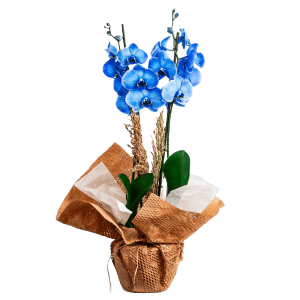 2 Dal Mavi Orkide Çiçe?i