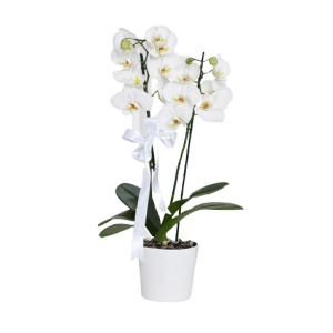 Çift Dall? Beyaz Orkide