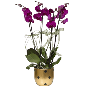 Mor Orkide Çiçek