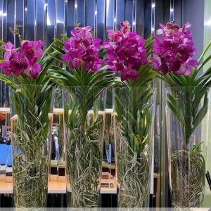 KON?K VAZODA VANDA ORK?DE